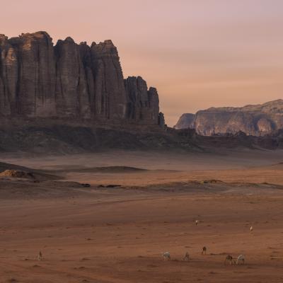 Jordan landscape wadi rum camels sunset mountains desert sand dunes  